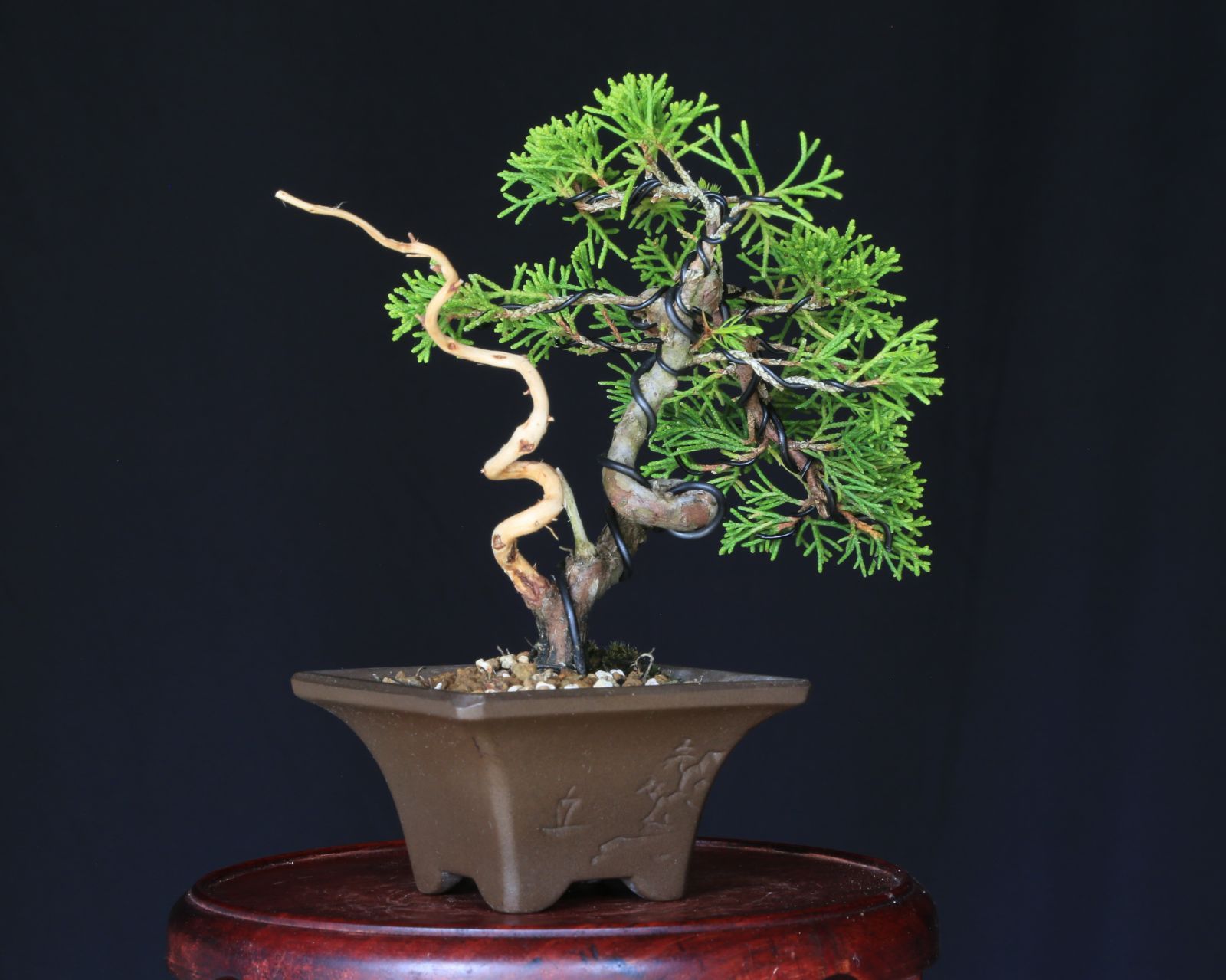 糸魚川真柏 小品盆栽 【公式通販】