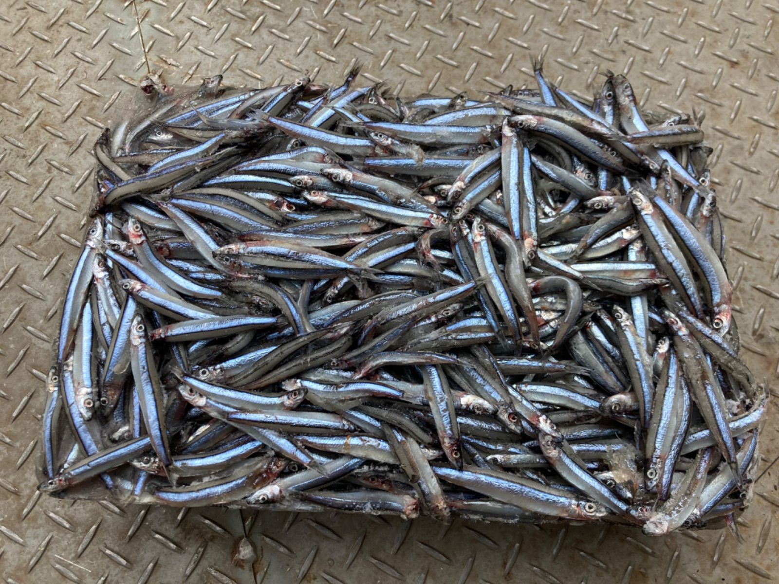 シガヤーダコ（釣り餌用）5kg