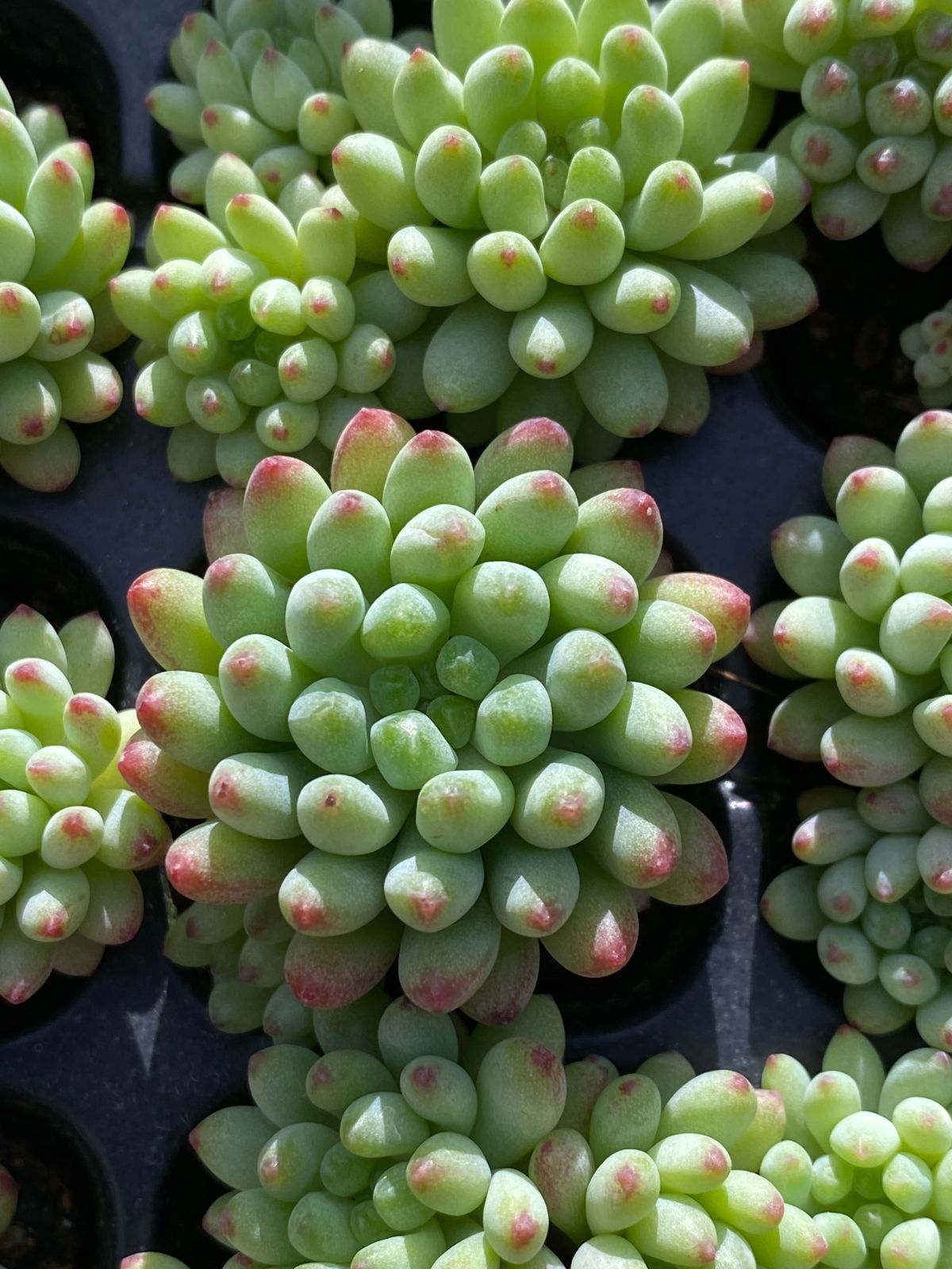 XQS 117 花火 105苗セット 土と根付き 多肉植物 エケベリア 韓国苗 サボテン 詰め合わせ 寄せ植え