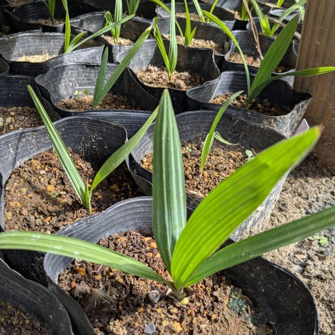 抜き苗 ミキナシサバル 100本 Sabal minor 2025.8.3Sm100