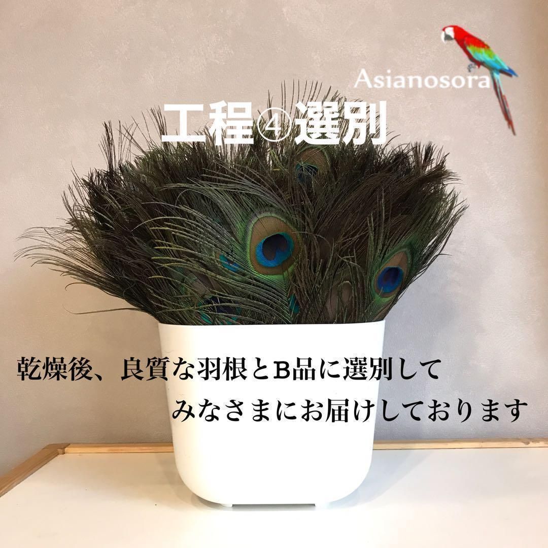 ❤️【クジャク10枚】孔雀の羽根 目玉 パーツ 鳥の羽根