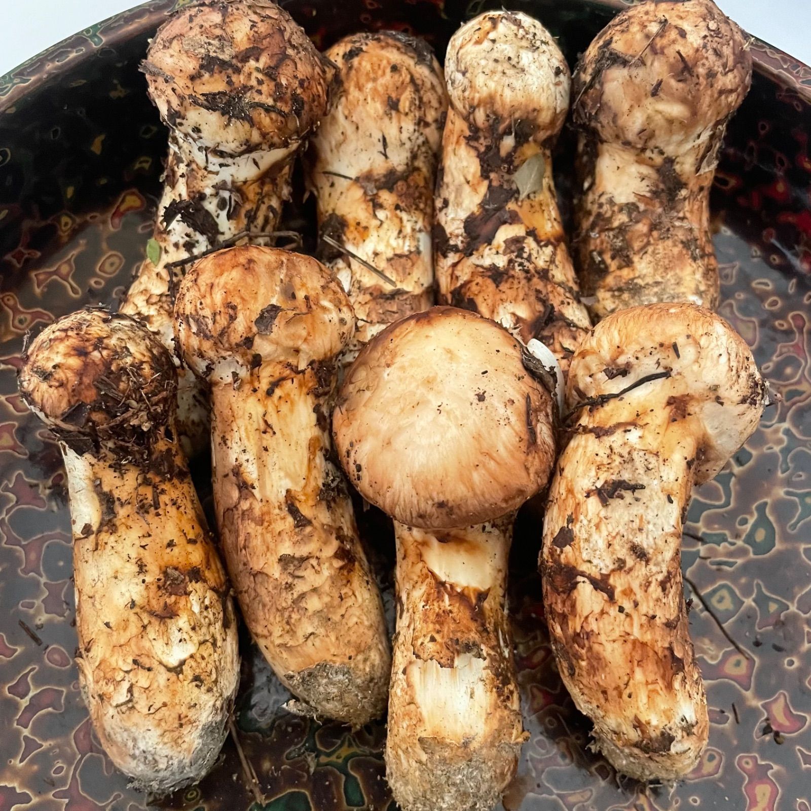 岩手県産　松茸特上　200g １０月発送