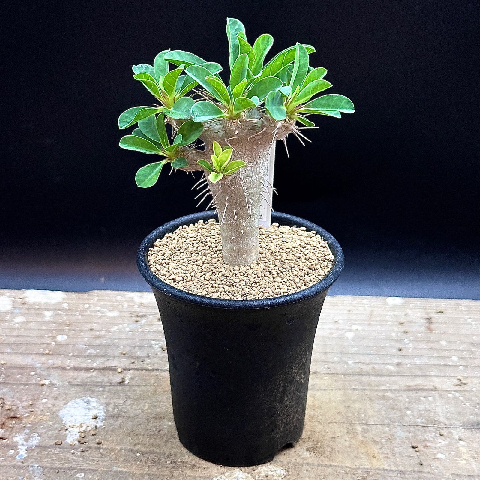 (抜き苗)ギラウミニアナ　実生 ユーフォルビア ギラウミニアナ実生1 | STELLA.PLANTS