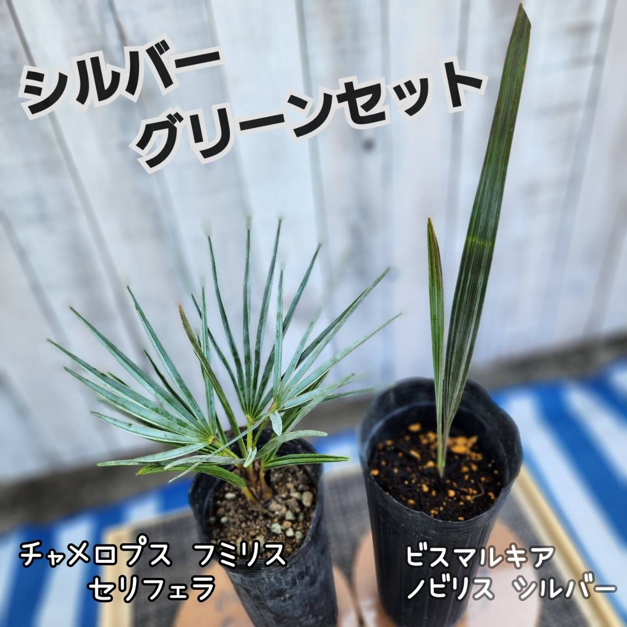 年末セール価格 ビスマルキアノビリス シルバー ビスマルキア