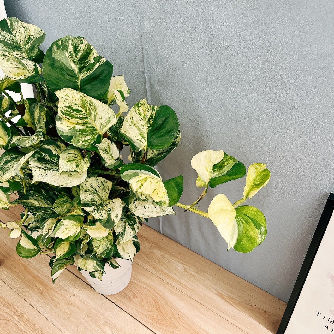 現品］【希少】23番 ♡おすすめ♡ ポトス ステータス 7号 フェンス