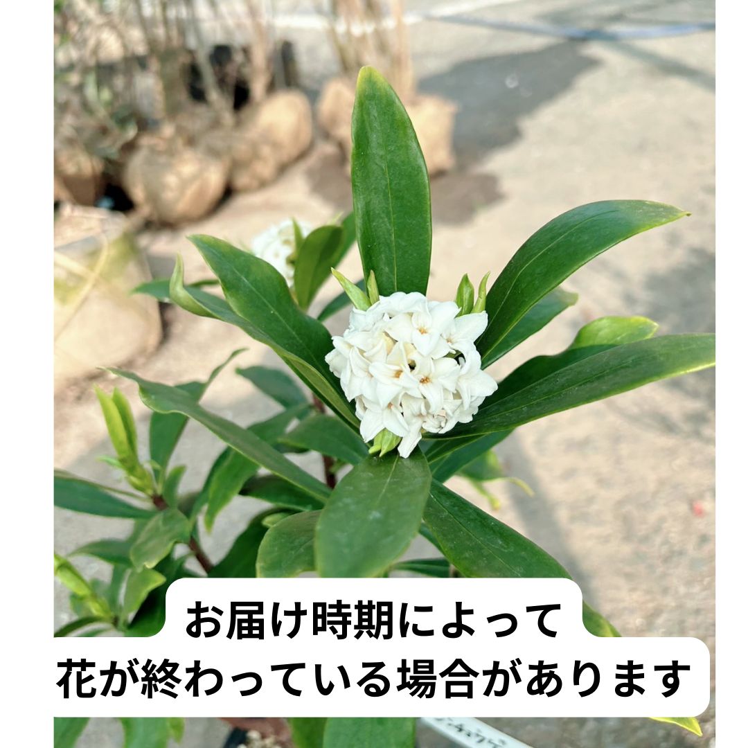 沈丁花 苗 ２芽付き ネコポス発送 - 花