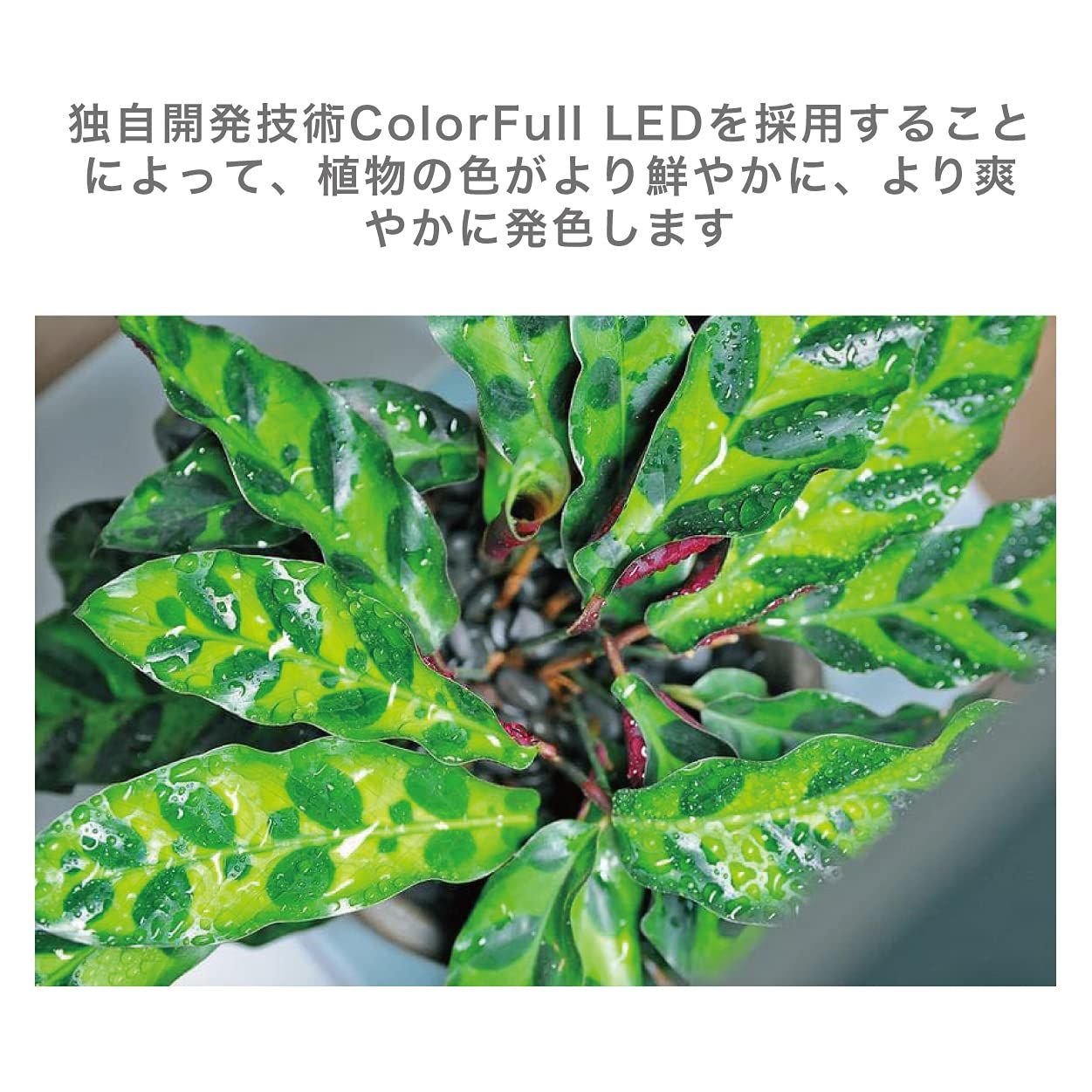 特価】ONF 水槽 ライト LED ライト タイマー 付き アクアリウムライト