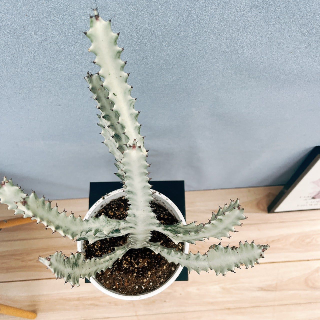 ［現品］【希少】2番　ユーフォルビア　ホワイトゴースト　7号　観葉植物　レア 現品］【希少】2番 ユーフォルビア ホワイトゴースト 7号 観葉