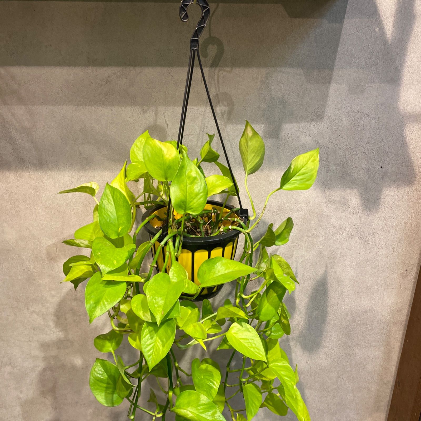 SALE❤️ ポトス ライム 吊り 5号鉢 - メルカリ