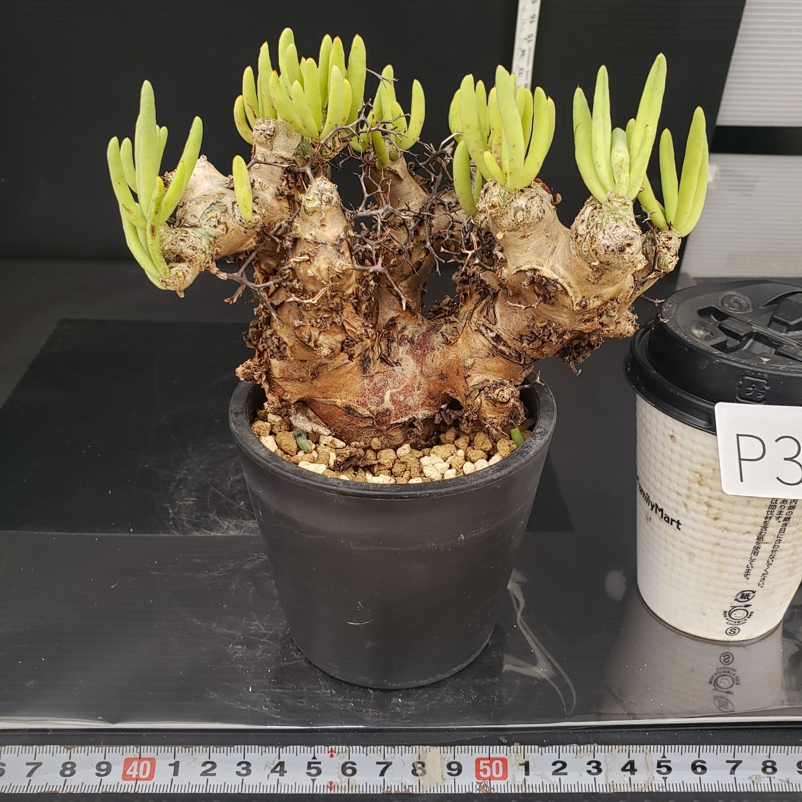 P393【自社養生株】チレコドン レティキュラータス 万物想(L P393【自社養生株】チレコドン レティキュラータス 万物想(L