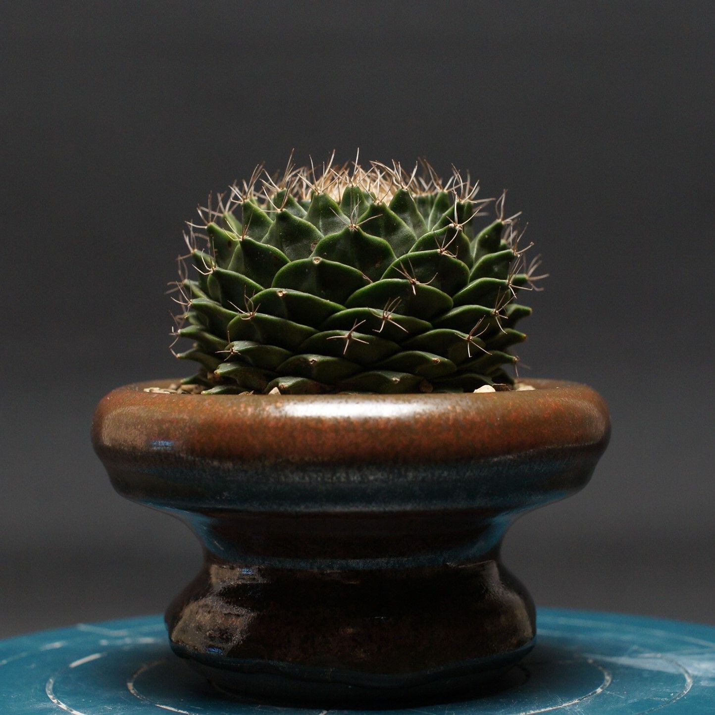 オブレゴニア デニグリー 帝冠 Obregonia denegrii 管理2419