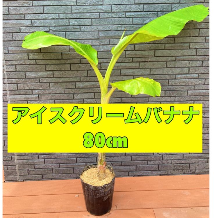 耐寒性◎】アイスクリームバナナ苗 80cm 愛媛県産 - メルカリ
