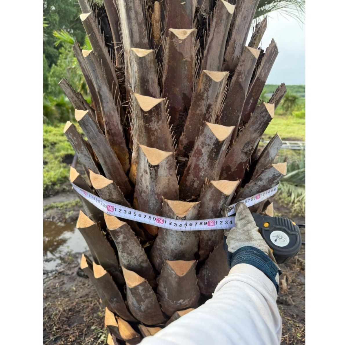 限定株】ココスヤシ🌴 幹周り160cm／葉張り3.5mクラス✨ 南国ガーデン