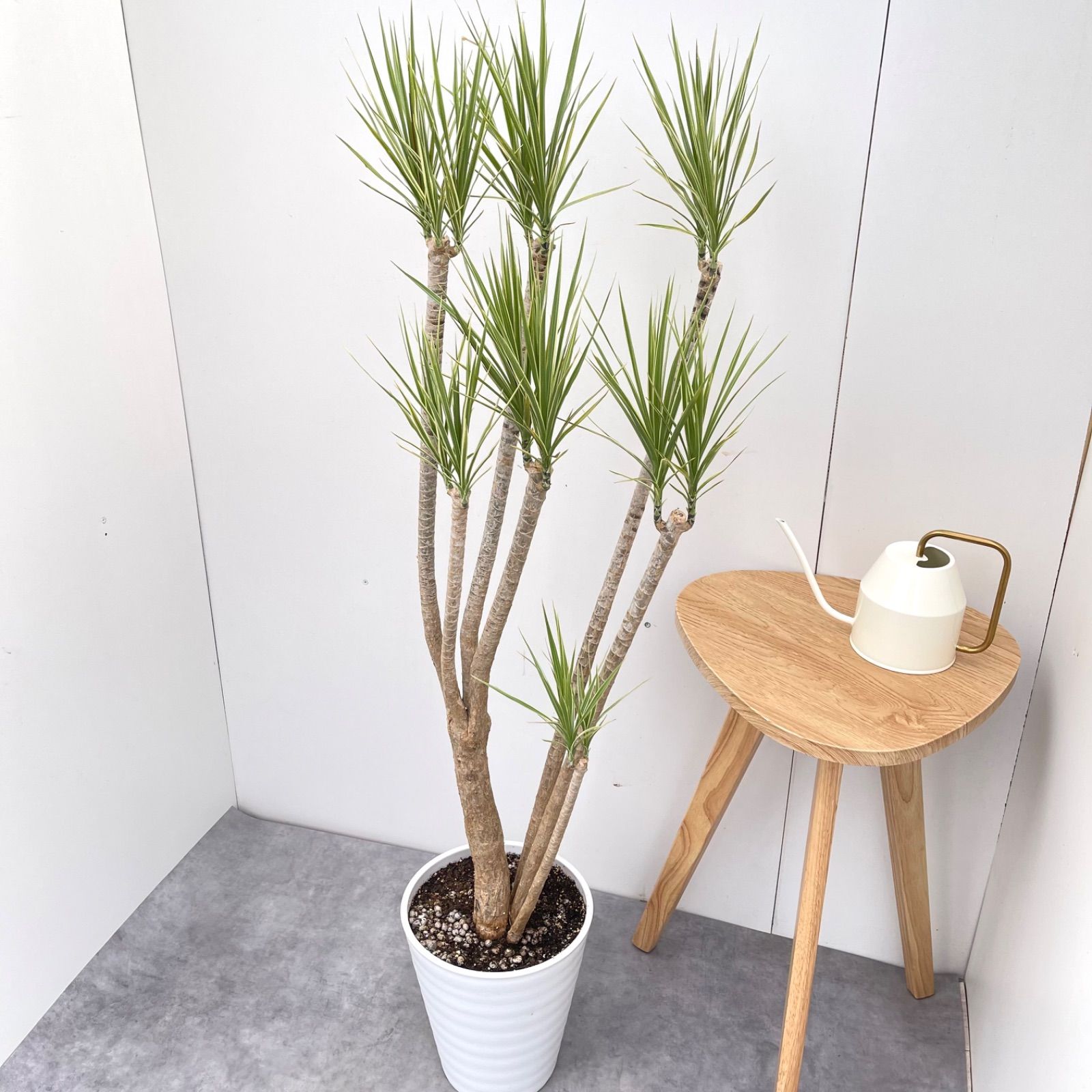 現品　ドラセナ　コンシンネ　ホワイボリー　2番　観葉植物　特大　インテリア　室内 現品 ドラセナ コンシンネ ホワイボリー 2番 観葉植物 特大