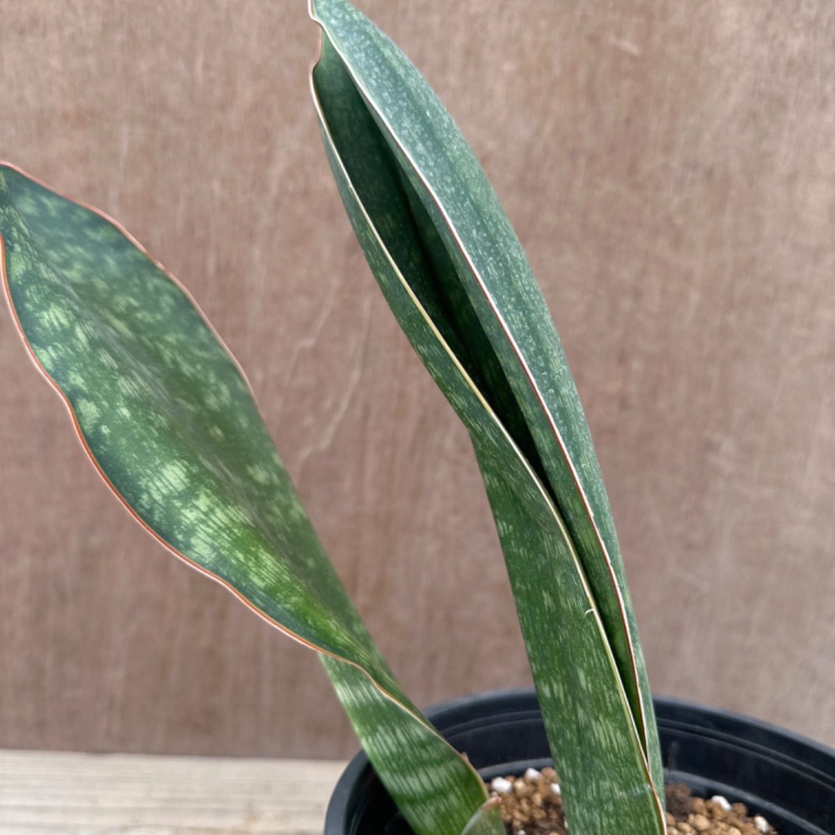 サンセベリア マラウィミッドナイト ③ Sansevieria malawl