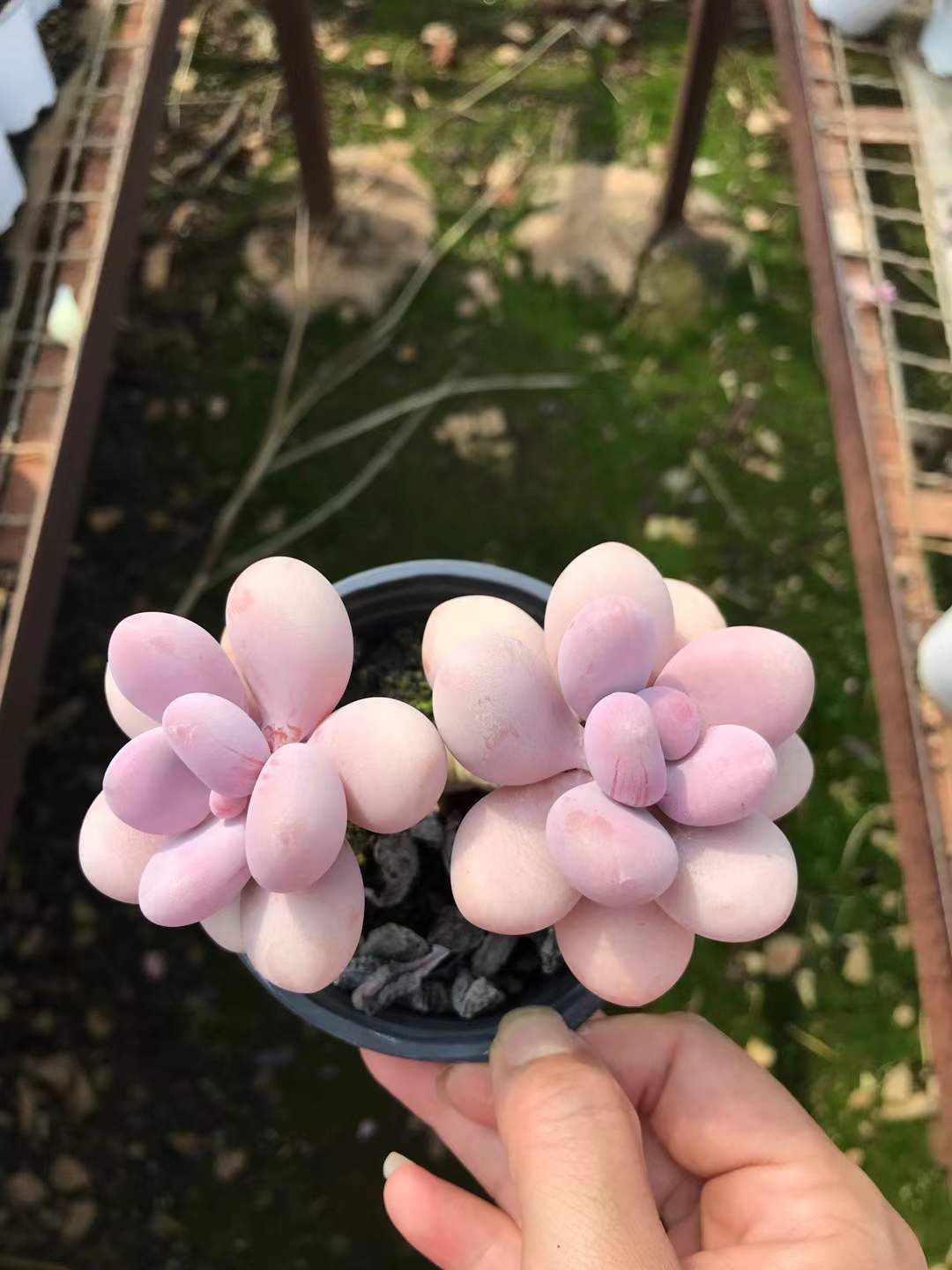 SKL1208×36 モモタマゴダブル 抜き苗 多肉植物 アエオニウム エケベリア 韓国苗 WWW_GEBZETESISAT_COM_TR