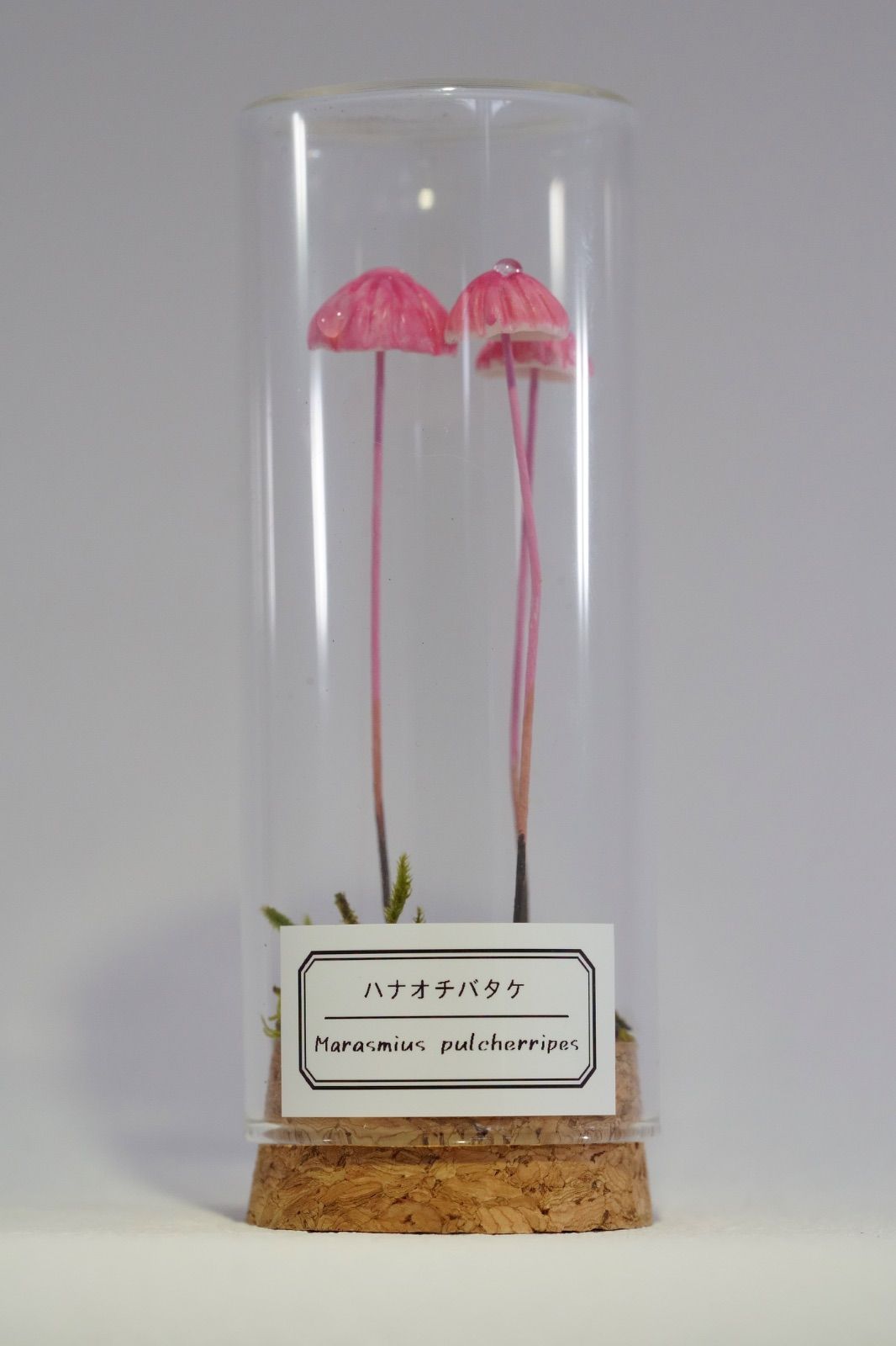 ハナオチバタケ ピンク - メルカリ