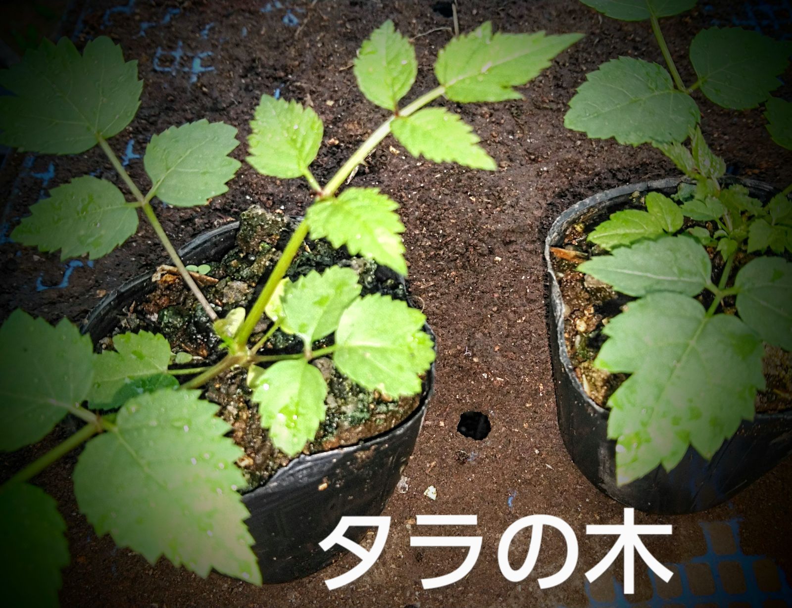 タラの木 12 cmポット苗 5 ポット 二年以上お世話した苗 - メルカリ