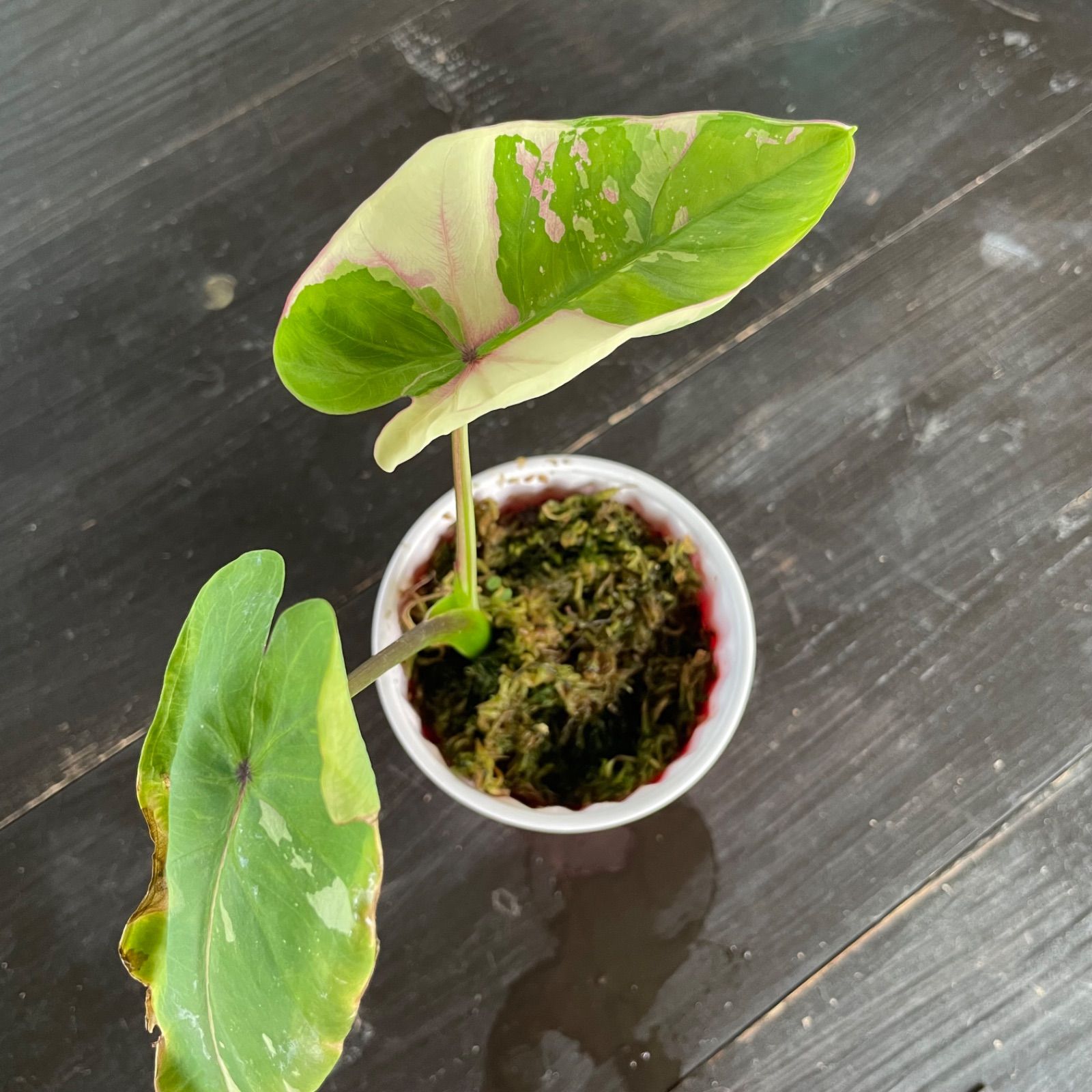 colocasia first