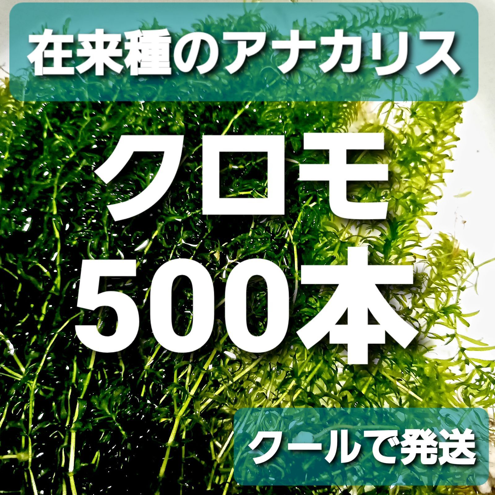 クールクールで発送500本以上 クロモ 在来種のアナカリス - メルカリ