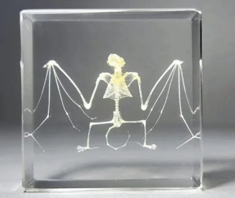 高品質！コウモリ アクリル封入標本 - メルカリ