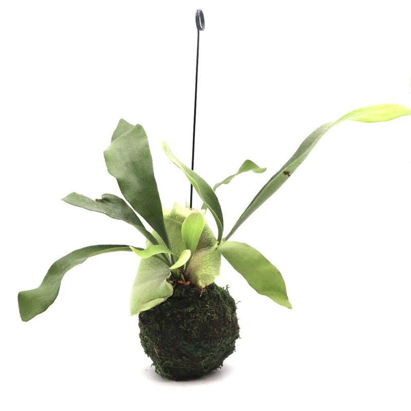 98 ビカクシダ ネザーランド 苔玉 ハンギング 特大 Lサイズ