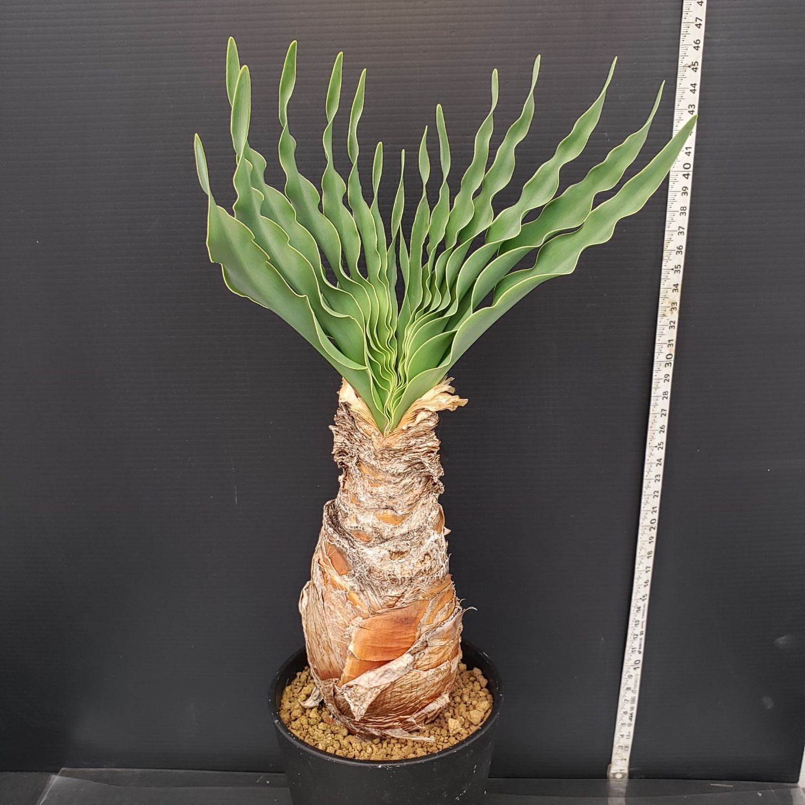 41.ブーファン ディスティチャ 【公式通販】