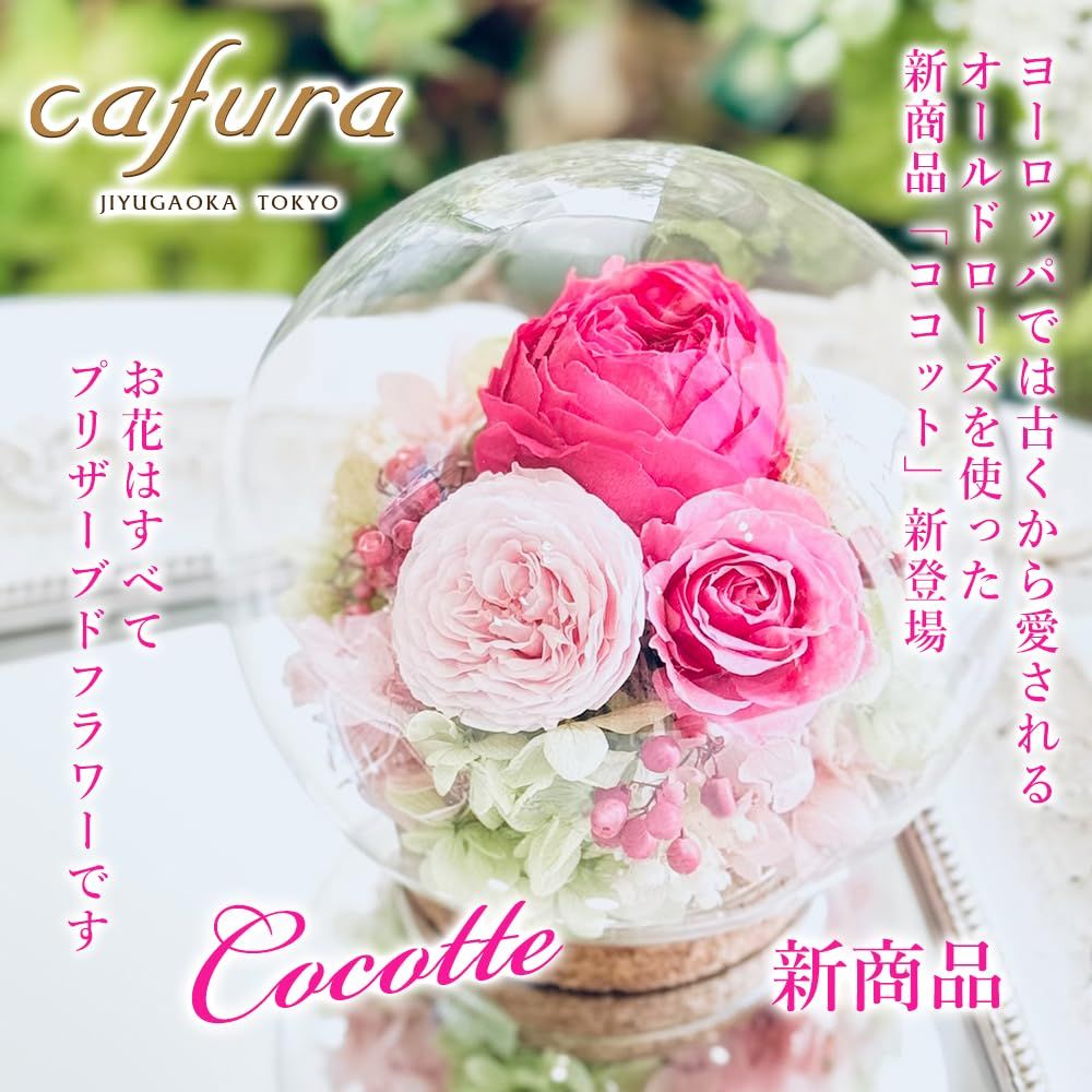 新品 cafura プリザーブドフラワー ガラスドーム(バニラピンク 新品 cafura プリザーブドフラワー ガラスドーム(バニラピンク