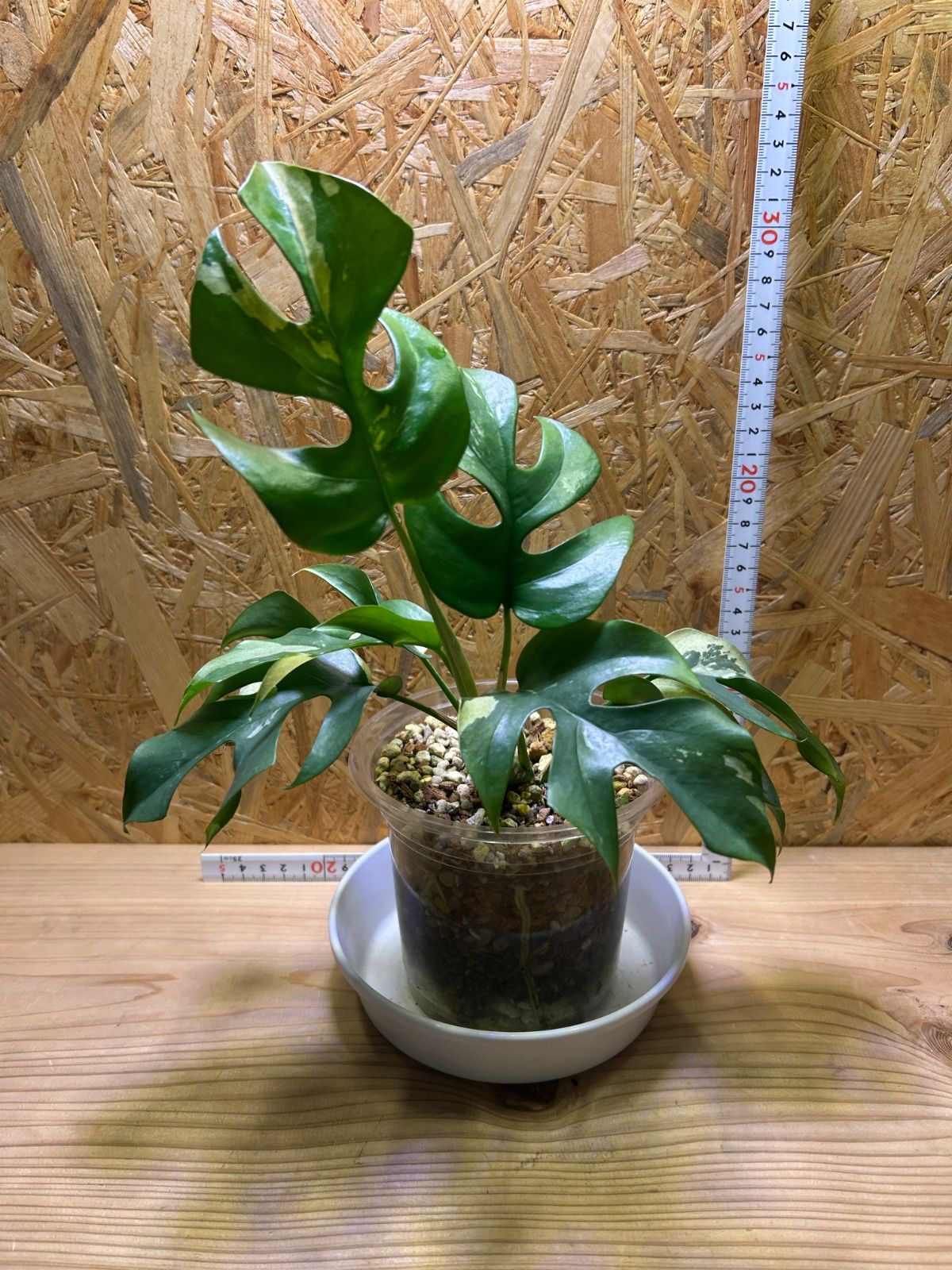 極美株】ラフィドフォラ テトラスペルマ パラゴン 斑入り ヒメ