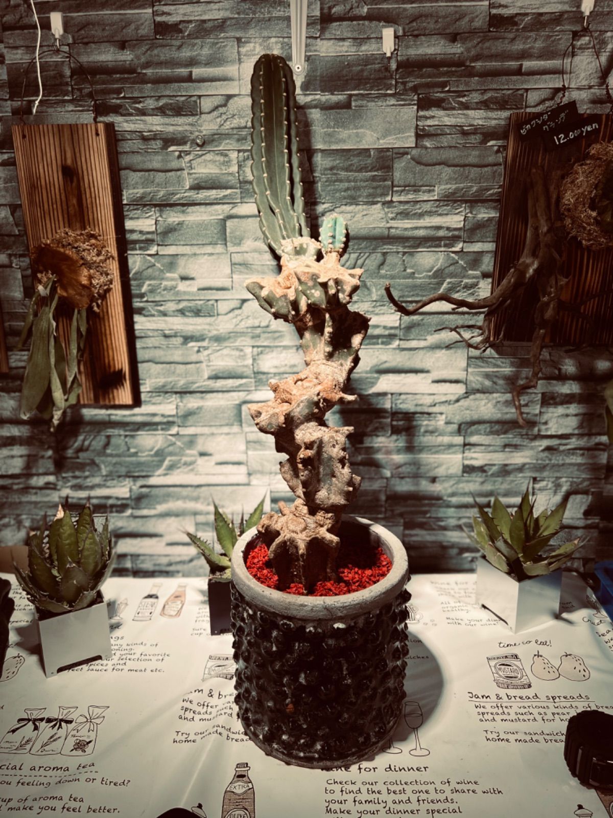 柱サボテン ブランチ 木質化 【公式通販】