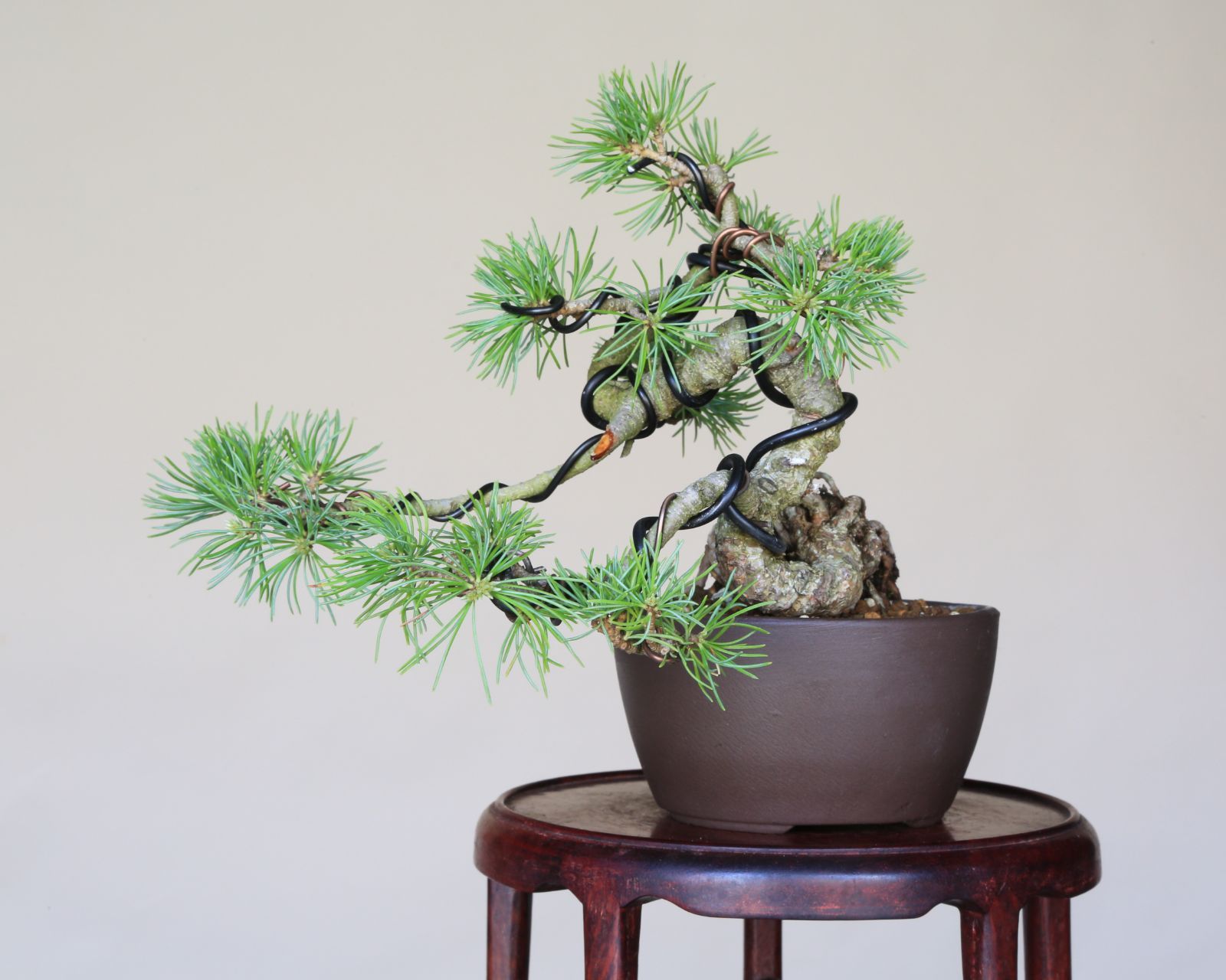 小品盆栽