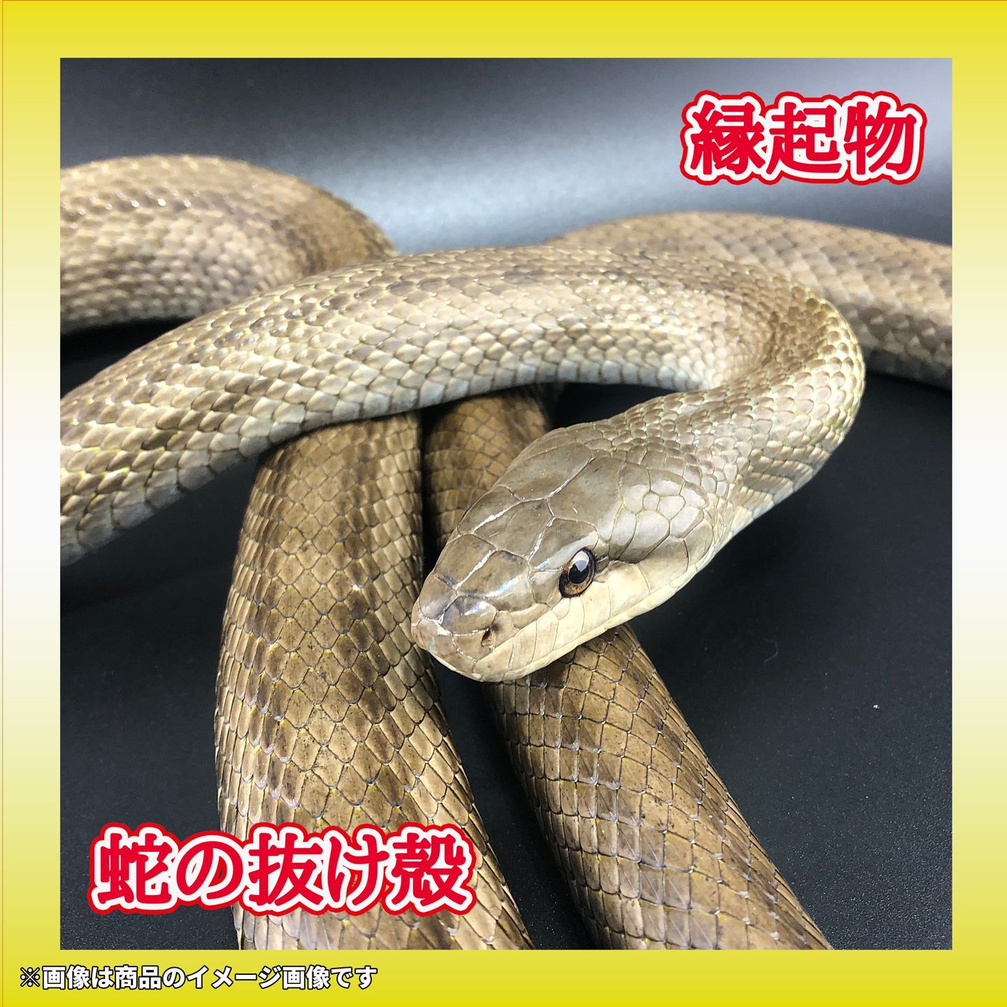 蛇 蛇抜け殻 脱皮 70cm 一本抜け殻