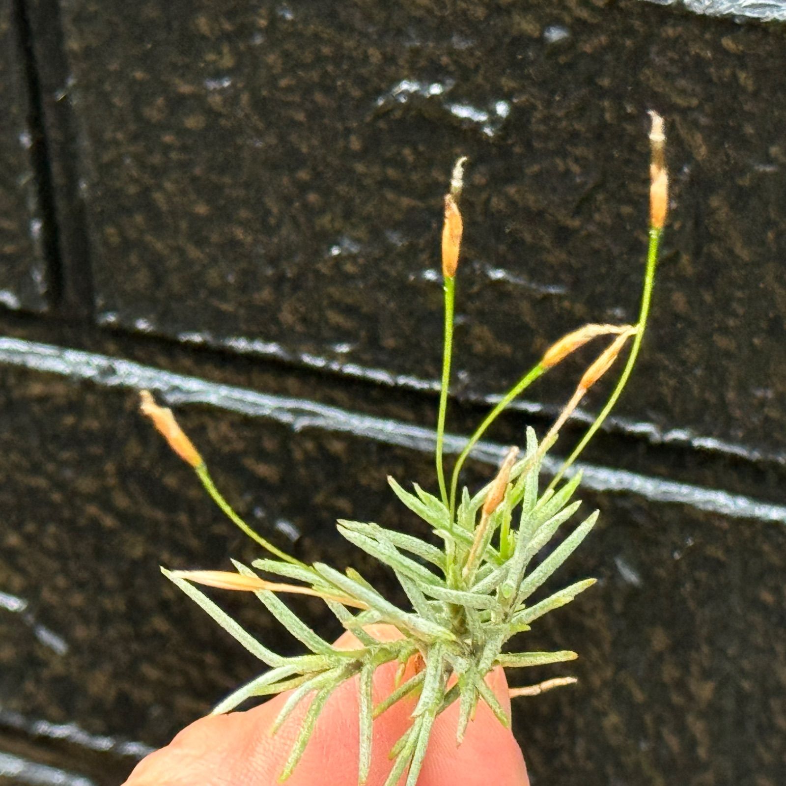 芳香花品種＊ チランジア カピラリス Tillandsia capillaris＊エア