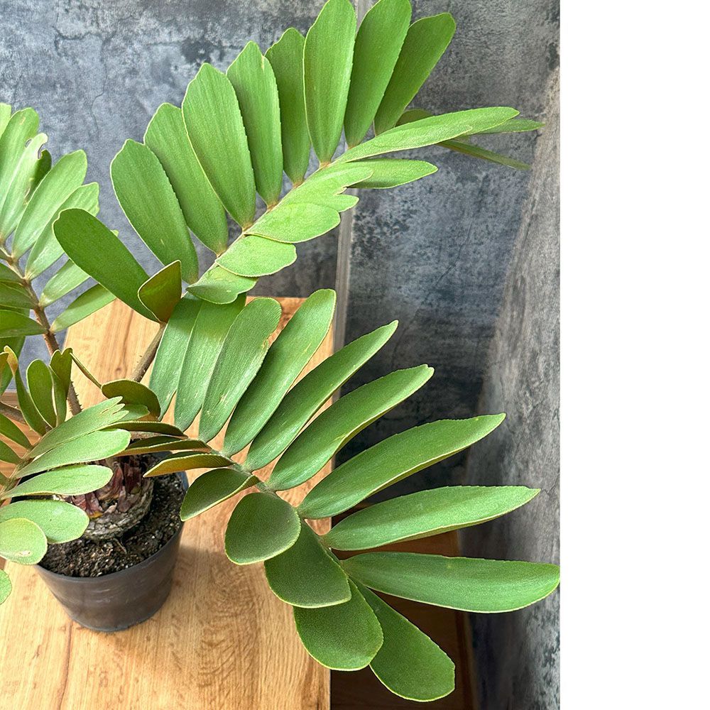 観葉植物 メキシコ ソテツ ザミア フルフラケア 【現品】 選べる樹形 希少品種 選べるサイズ 5号 10号 選べる鉢 蘇鉄 おしゃれ 鉢植え 人気  かっこいい インテリア 送料無料 - メルカリ