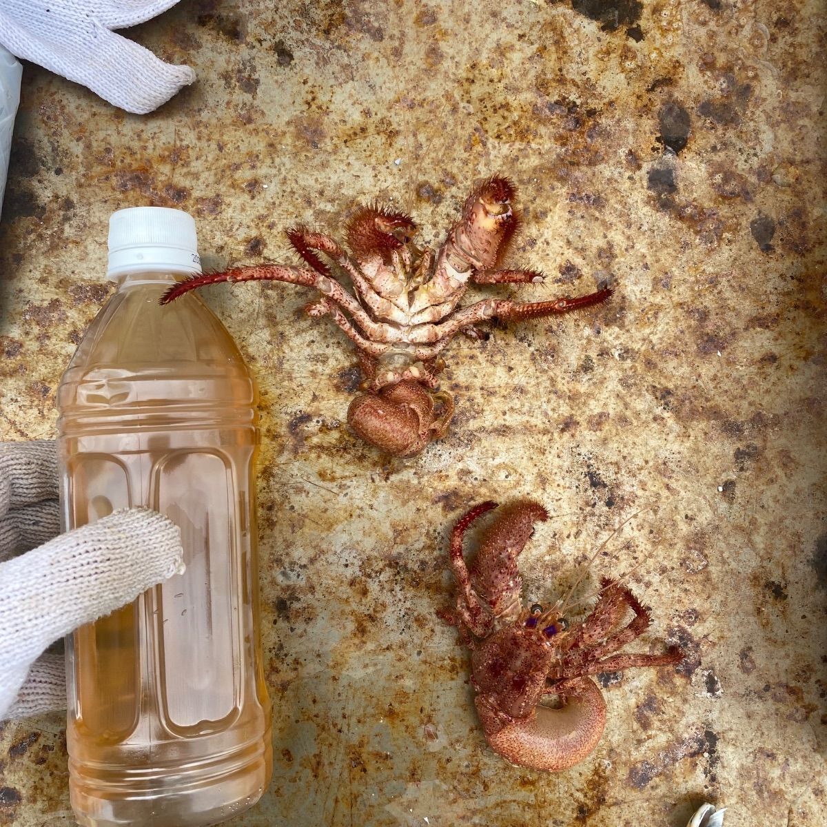 特大 大サイズ34匹