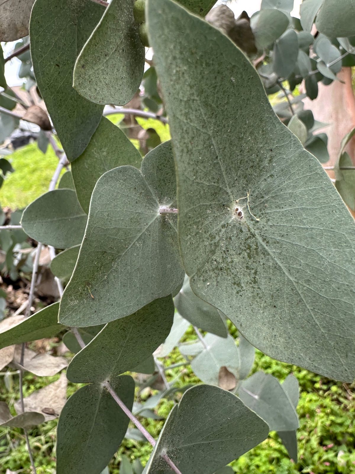 2005年パヴィヨンルージュ シャトーマルゴー ウィリアム フェーブルレ クロ