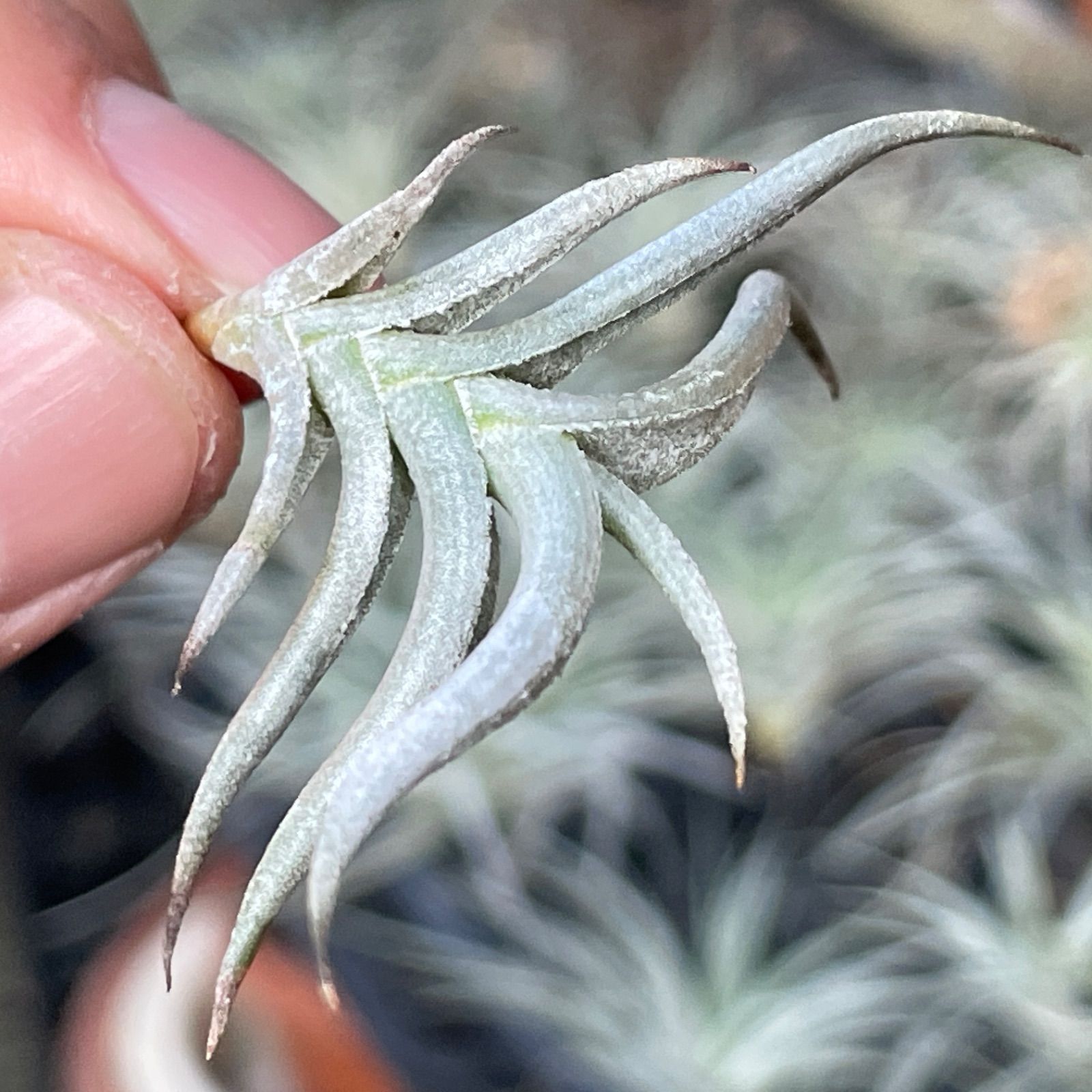 ヒルタ Tillandsia HR＊チランジア ヒルタ v. ヒルタ Tillandsia hirta var. hirta＊エア