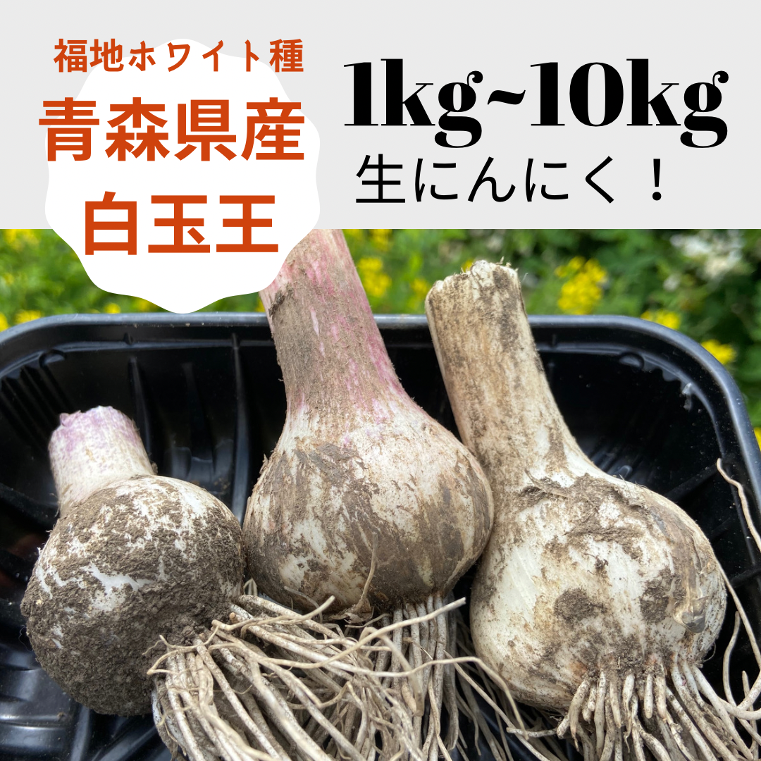 にんにく種 ニンニク 白玉王 20キロ 残りわずか！ - 野菜