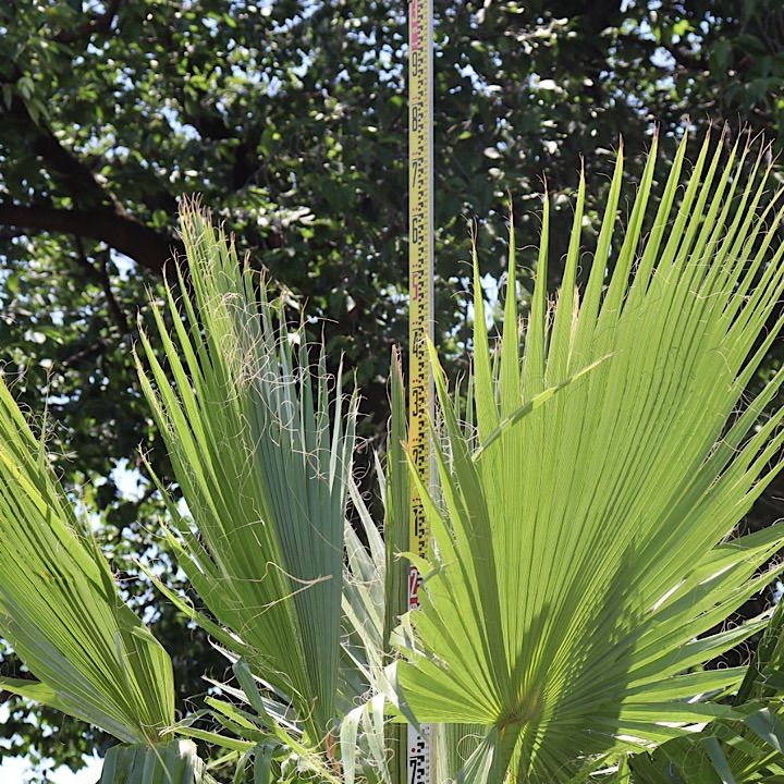 極太幹】ワシントンヤシ No.12 - メルカリ