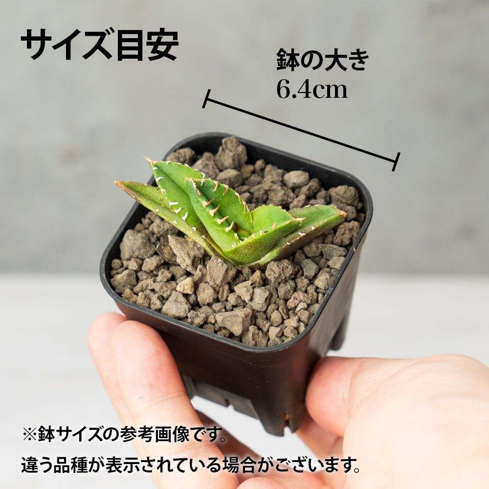 アガベ チタノタ 霰影01 (あられかげ) スタッズ ブツブツ系