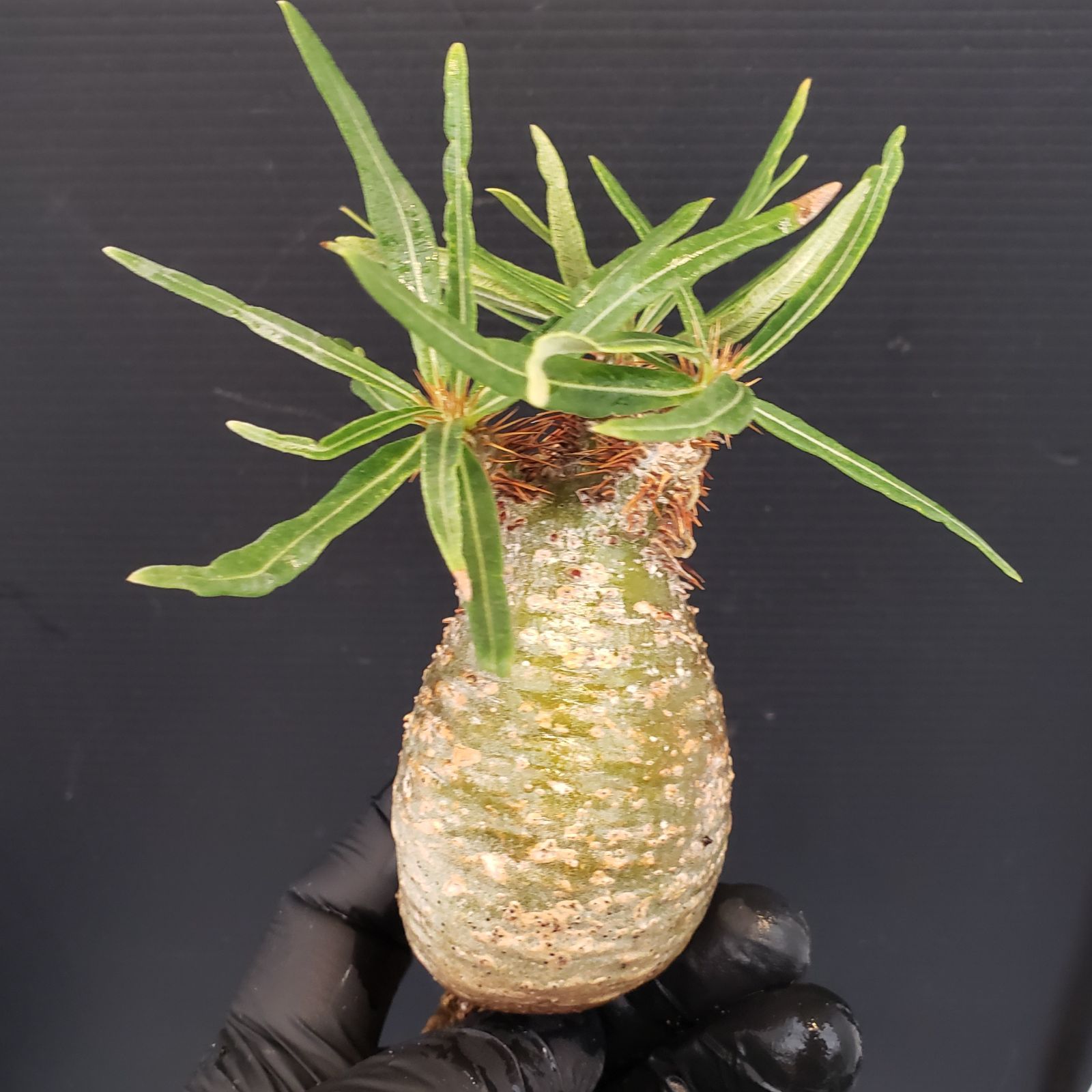 ム265 「現地株」パキポディウム グラキリス SS 抜き苗【/最新到着