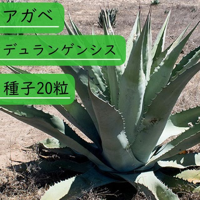 種子】アガべ デュランゲンシス Agave durangensis 選抜株 種子20粒【送料無料】