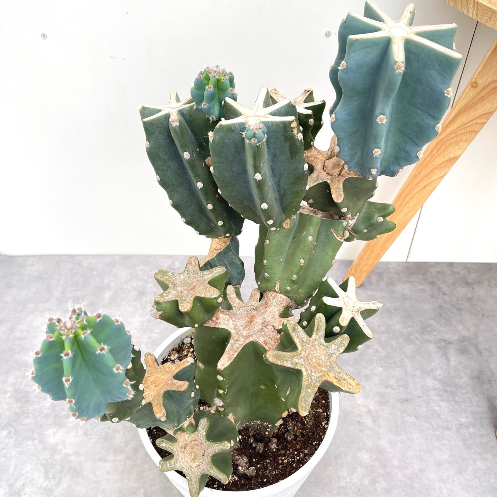 現品 観葉植物