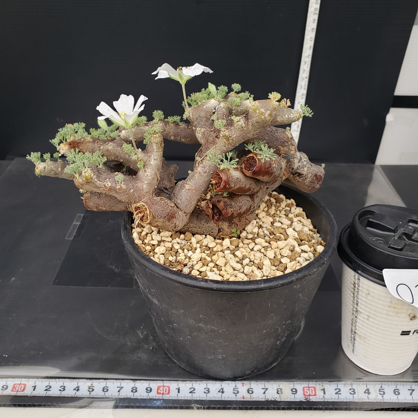 モンソニアムルチフィダ発根済み