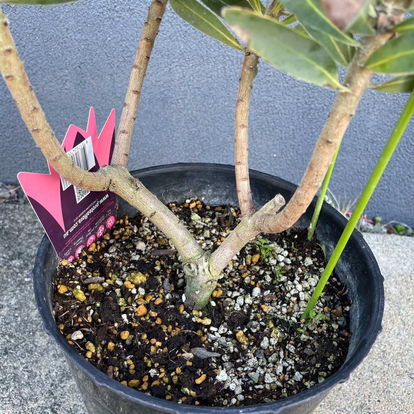 プロテア フロステッドファイヤー　7号　オージープランツ　苗　観葉 プロテア：フロステッドファイヤー 7号鉢植え25-02 の通販