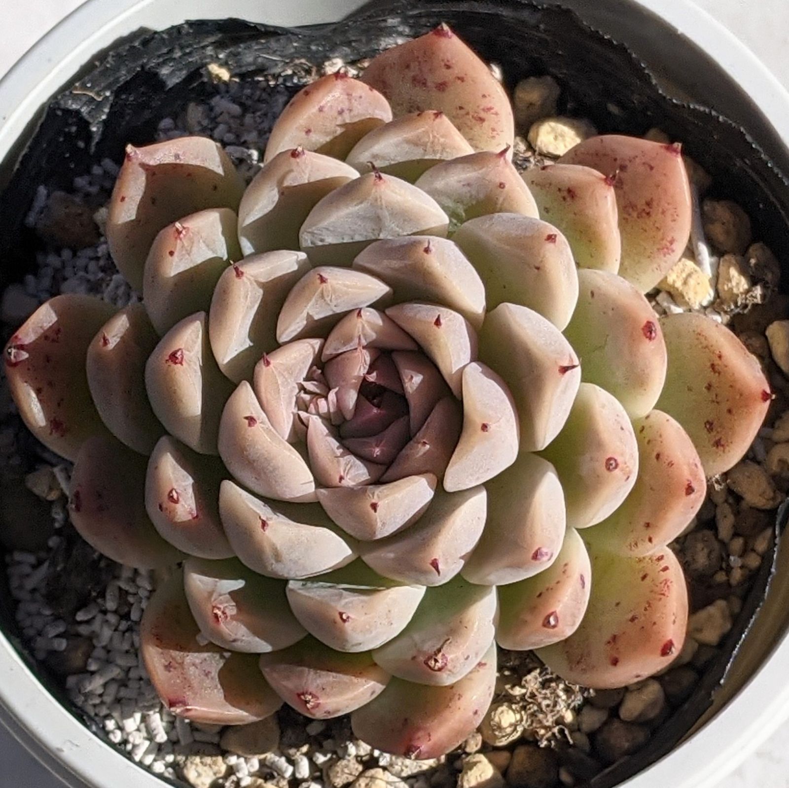 レッドサークル 多肉植物 抜き苗 エケベリア - メルカリ