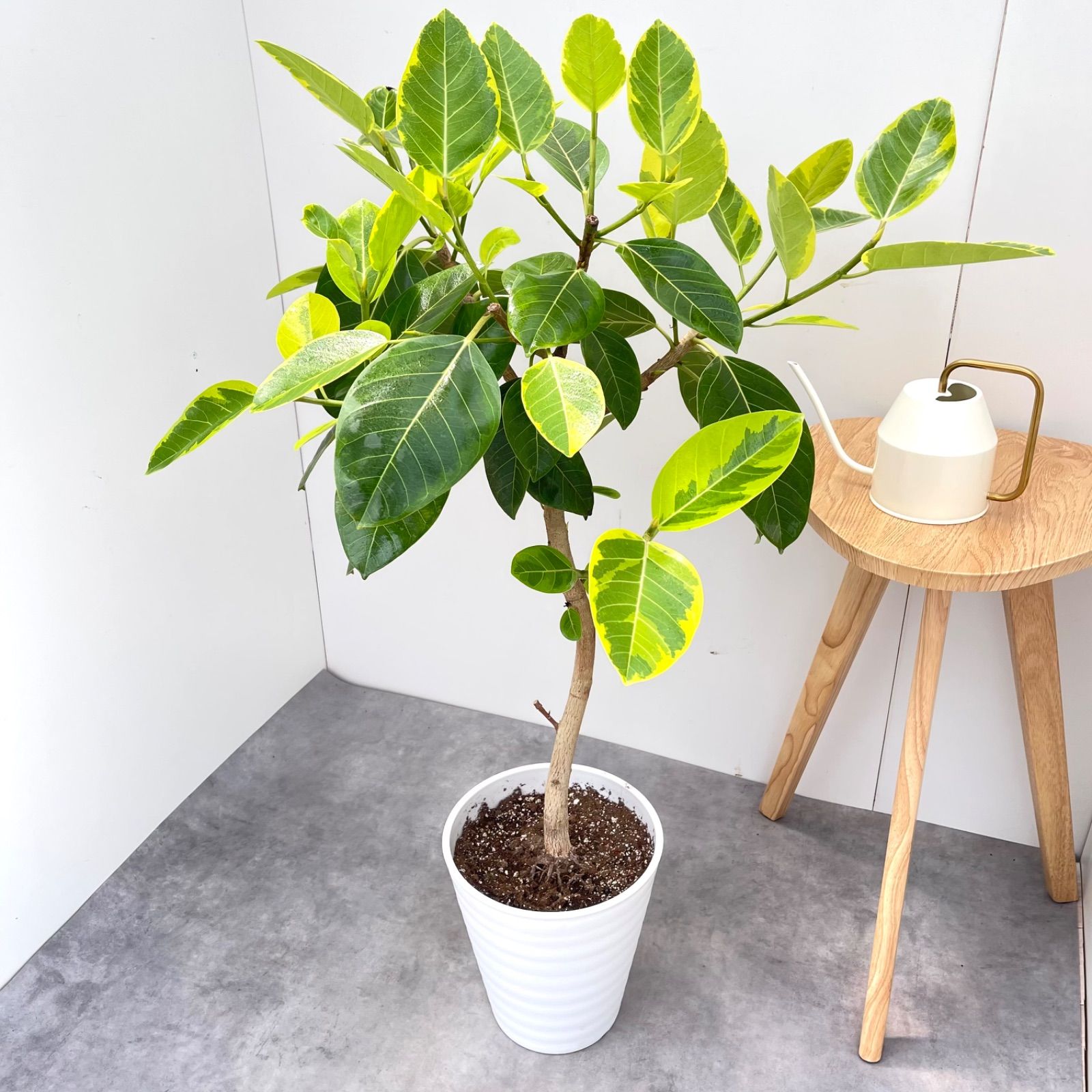 売約済※フィカス アルテシマ 曲がり 2【現品】観葉植物 室内 大型