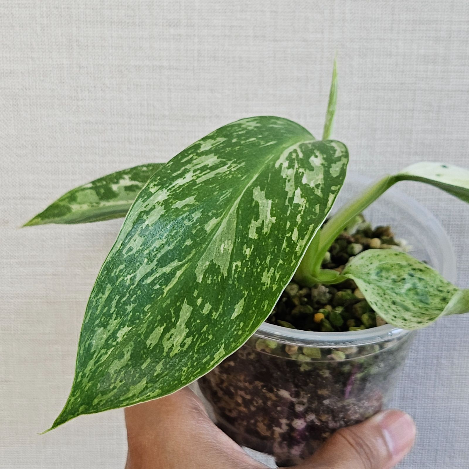 フィロデンドロン ジョセボーノ〕Philodendron Jose Buono 斑入り 観葉植物 - メルカリ