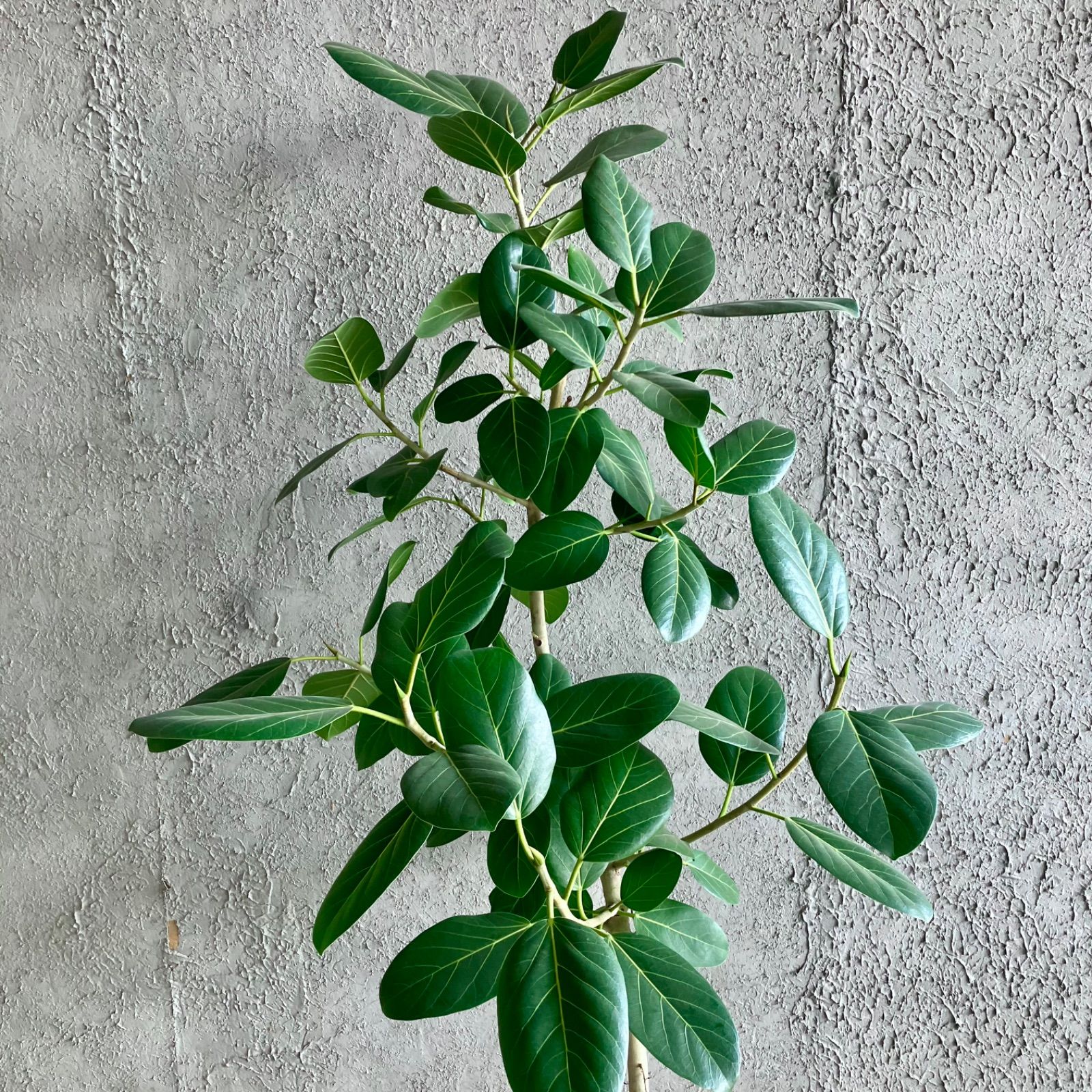 フィカスバーガンディ⭐️朴タイプ⭐️黒艶 観葉植物 黒ゴムの木