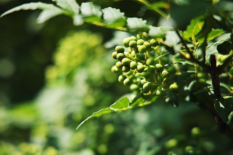 西播磨朝倉山椒あすかの露5kg 予約受付中】西播磨朝倉山椒（実